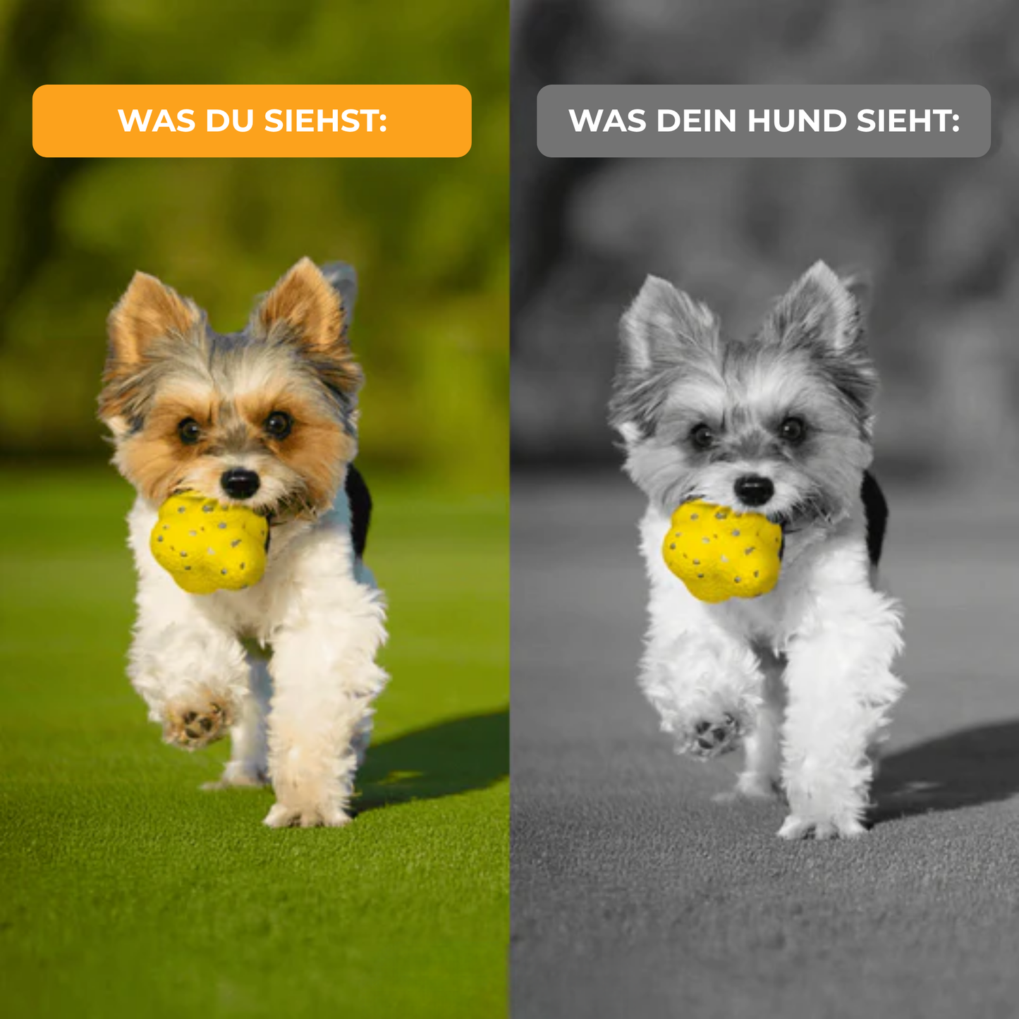 Kauzauber-Ball